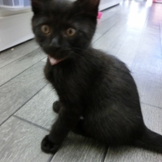 黒子猫４兄弟「いちよう」３か月