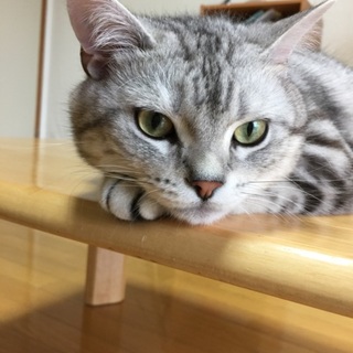 アメショ！急里親募集