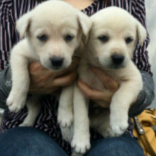 白＆クリーム雑種の子犬（生後１ヶ月半）