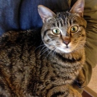 キジ猫　メス　ミヨちゃん