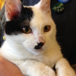 白黒牛柄猫　ごましお君