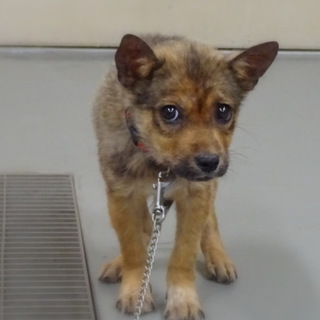 ♡わしづかみの可愛いプルートくん！