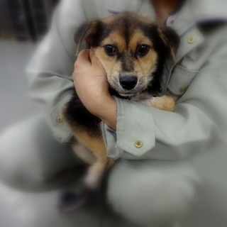 垂れ耳のキャンディちゃん！