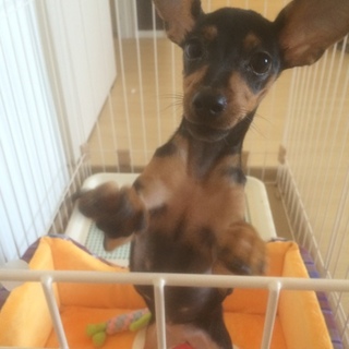 [急募]0歳♀血統書付ミニピン里親募集