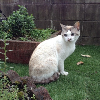 野良えもんの里親募集中！！