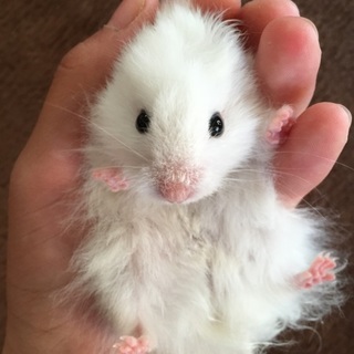 たくさんのご応募のため、ご応募中断いたします☆