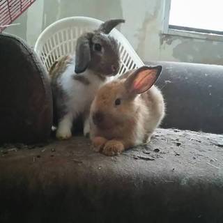 生後二か月のウサギさん里親募集