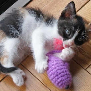 はちわれミケっこ