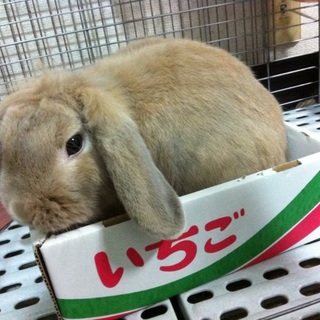 ロップイヤーの男の子