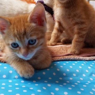 子猫の里親募集してます！