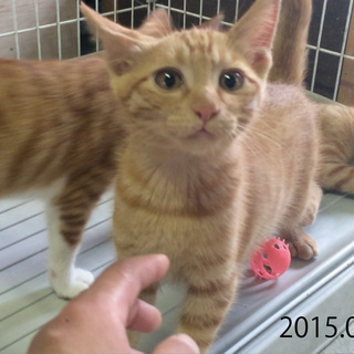 兄弟No.1のひかえめ君