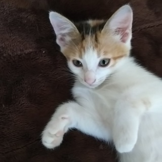 子猫の里親様募集　2ヶ月のメス