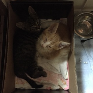 生後8週間 茶トラ君キジトラちゃん子猫