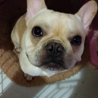 銀次郎です。1才のフレンチブルドッグです。
