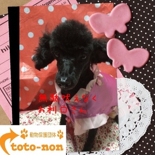 大人しいトイプードル・ビッキーは３才の女の子