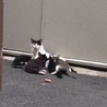 名駅の野良猫の子供を助けて下さい！１ サムネイル4
