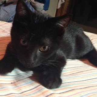 ★【里親募集中】成瀬ライリー★