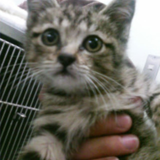 お家を下さい！収容の子★サビ★キジ★茶ﾄﾗ★オス雌