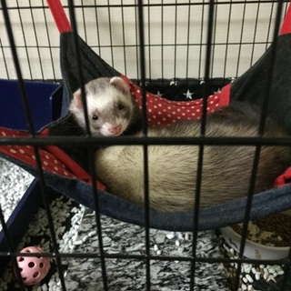 里親募集します。