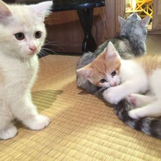 オス兄弟仔猫。里親急募です！！