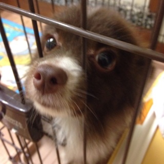 ポメパピ里親さん募集