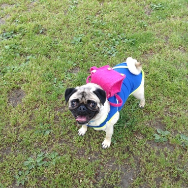 ブルースの写真