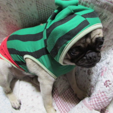 ブルースの写真