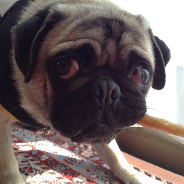 ブルースの写真