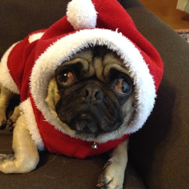 ブルースの写真