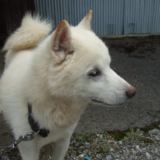 柴犬　オス　１１才