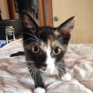 ★【里親募集中】成瀬エーダ★