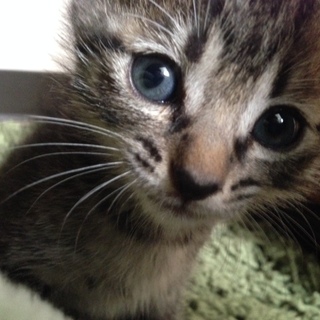 生後40～50日キジトラの男の子