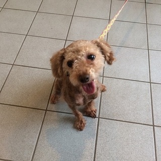 プードルのけずりちゃん。