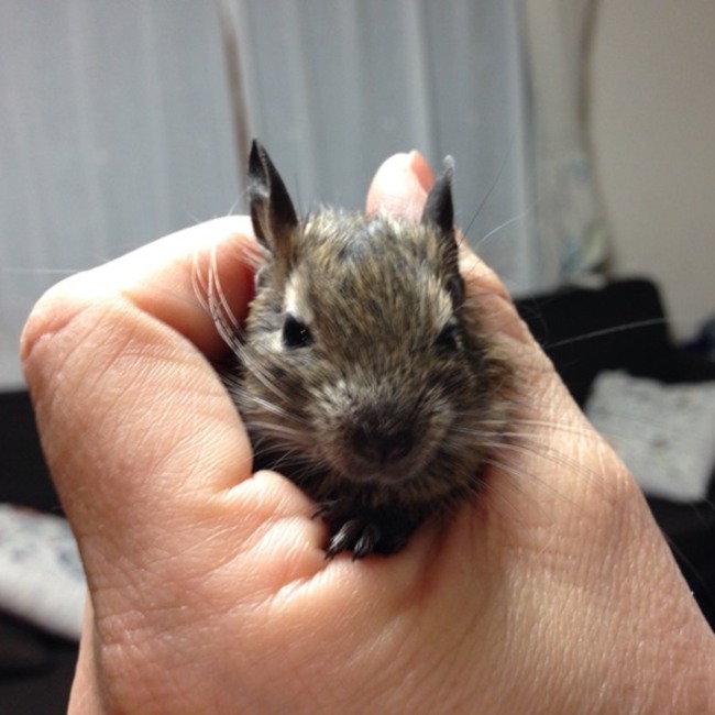 みみろのカバー写真