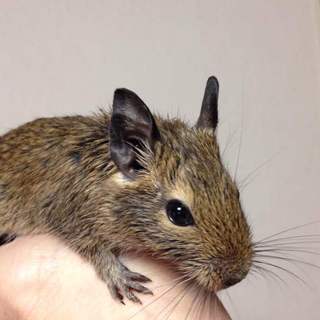 大切に育ててくださる方募集！