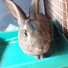 ミニウサギ サムネイル1