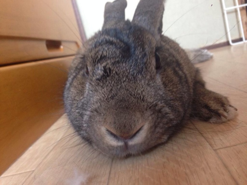 ミニウサギ サムネイル2