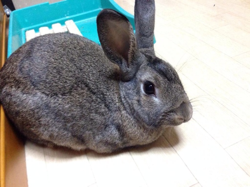 ミニウサギ サムネイル3