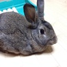 ミニウサギ サムネイル3