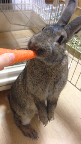 ミニウサギ サムネイル4