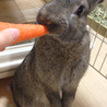 ミニウサギ サムネイル4