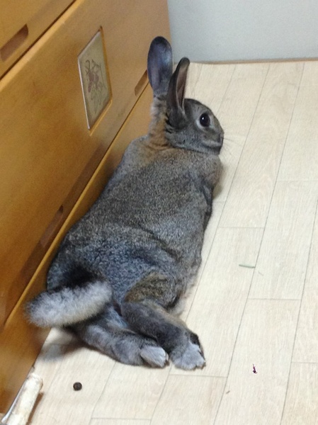 ミニウサギ サムネイル5