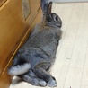 ミニウサギ サムネイル5