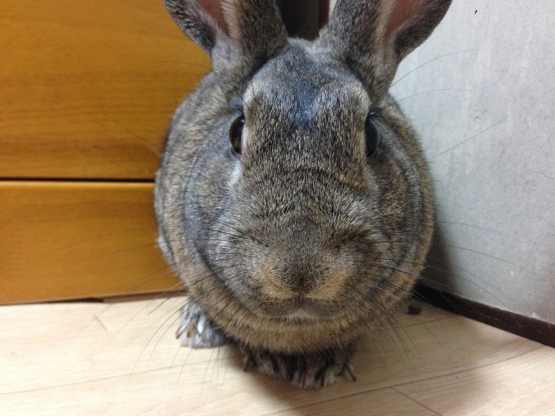 ミニウサギ サムネイル6