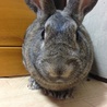 ミニウサギ サムネイル6