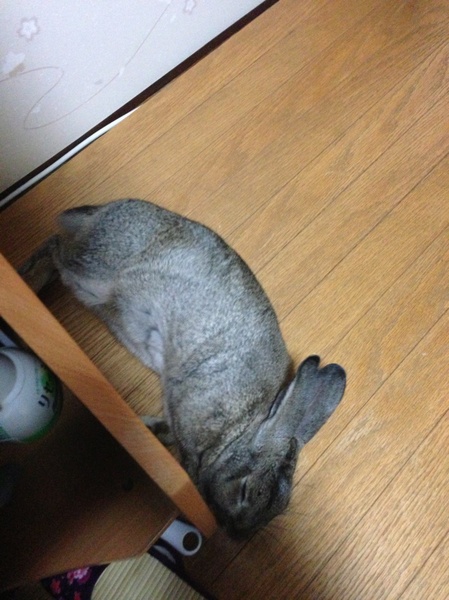 ミニウサギ サムネイル7