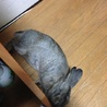 ミニウサギ サムネイル7