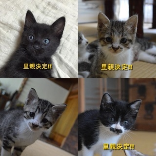 生後1ヶ月半の子猫ちゃんたち4匹です。