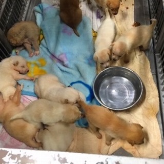 緊急！乳のみ子まで殺処分