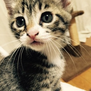 サバトラ　オス